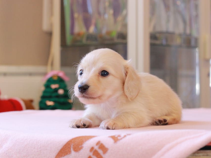 カニンヘンダックスフンド ゆきとら ＆ 竹千代の子犬 ペールイエロー 男の子
