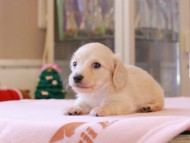 Kaninchen_Dachshund_8421