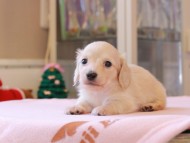 Kaninchen_Dachshund_8422