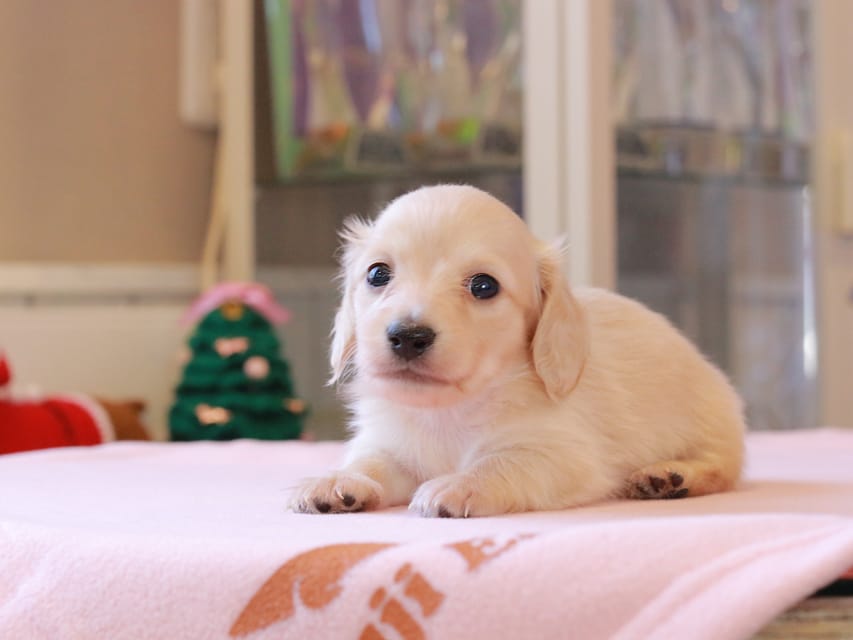 カニンヘンダックスフンド ゆきとら ＆ 竹千代の子犬 ペールイエロー 男の子