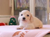 Kaninchen_Dachshund_8423