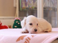 Kaninchen_Dachshund_8427