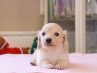 Kaninchen_Dachshund_8434