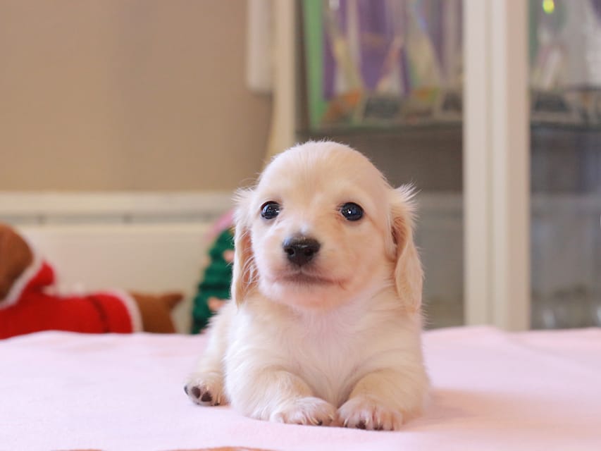 カニンヘンダックスフンド ゆきとら ＆ 竹千代の子犬 ペールイエロー 男の子