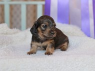 Kaninchen_Dachshund_8435