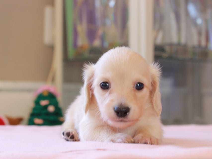 カニンヘンダックスフンド ゆきとら ＆ 竹千代の子犬 ペールイエロー 男の子