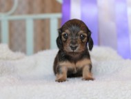 Kaninchen_Dachshund_8456
