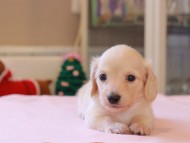 Kaninchen_Dachshund_8456