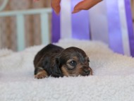 Kaninchen_Dachshund_8459
