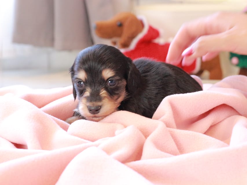 カニンヘンダックスフンド ロージア & ミカゲの子犬 ブラックイエロー 男の子Kaninchen_Dachshund_8468 カニンヘンダックスフンド ロージア & ミカゲの子犬 ブラックイエロー 男の子
