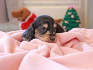 Kaninchen_Dachshund_8474