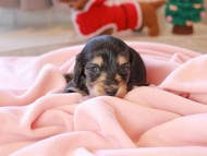 Kaninchen_Dachshund_8478