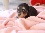 Kaninchen_Dachshund_8483