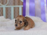 Kaninchen_Dachshund_8486
