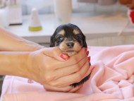 Kaninchen_Dachshund_8489