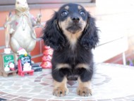 Kaninchen_Dachshund_8496