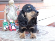 Kaninchen_Dachshund_8500