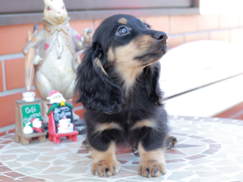 カニンヘンダックスフンド ディンティ & リバティーの子犬 ブラックイエロー 男の子