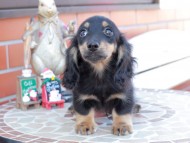 Kaninchen_Dachshund_8502