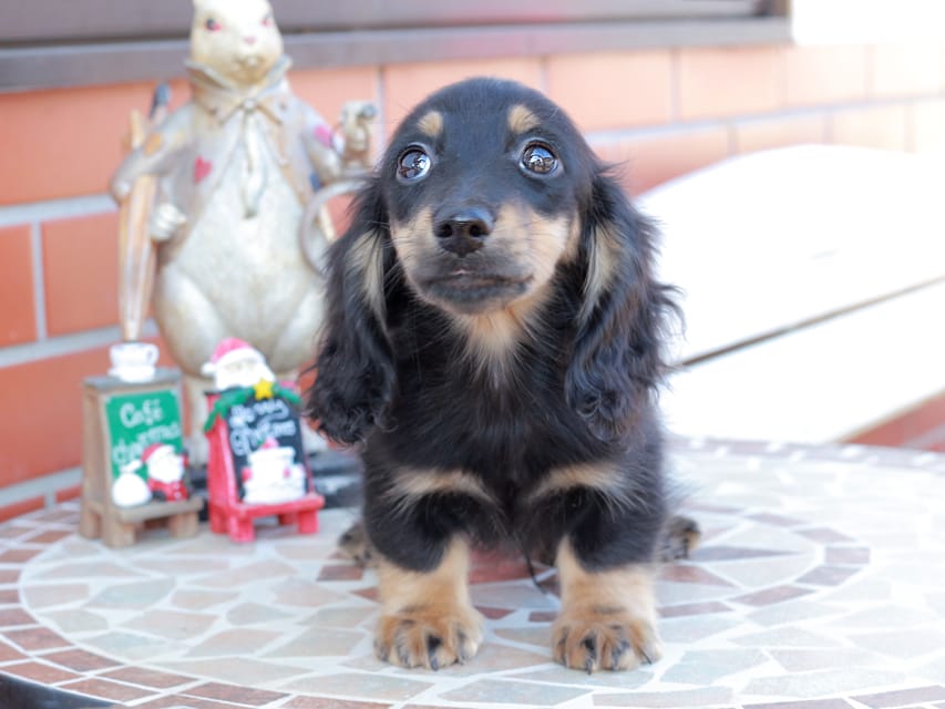 カニンヘンダックスフンド ディンティ & リバティーの子犬 ブラックイエロー 男の子