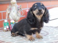 Kaninchen_Dachshund_8509