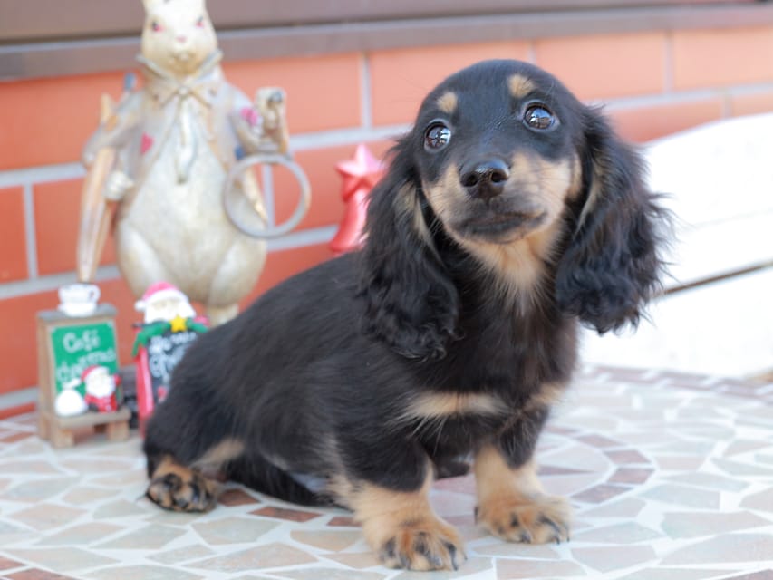 カニンヘンダックスフンド ディンティ & リバティーの子犬 ブラックイエロー 男の子