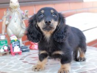 Kaninchen_Dachshund_8520