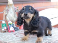 Kaninchen_Dachshund_8522