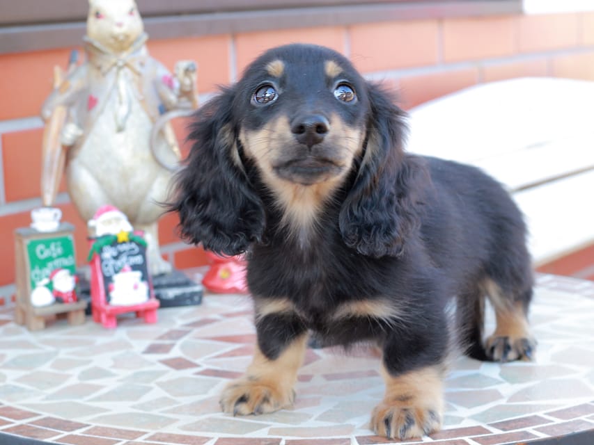 カニンヘンダックスフンド ディンティ & リバティーの子犬 ブラックイエロー 男の子