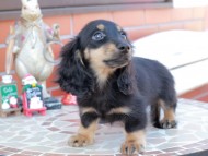 Kaninchen_Dachshund_8524