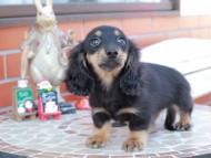 Kaninchen_Dachshund_8527