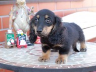 Kaninchen_Dachshund_8535