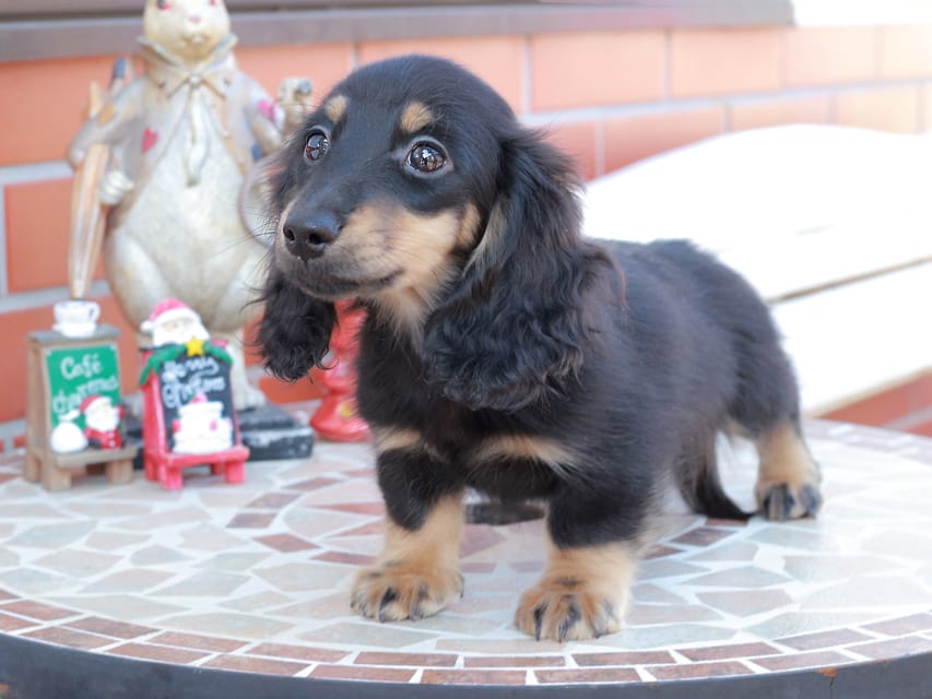 カニンヘンダックスフンド ディンティ & リバティーの子犬 ブラックイエロー 男の子