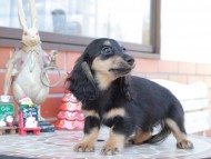 ディンティ & リバティーの子犬 ブラックイエロー 女の子 カニンヘン ダックスフンド