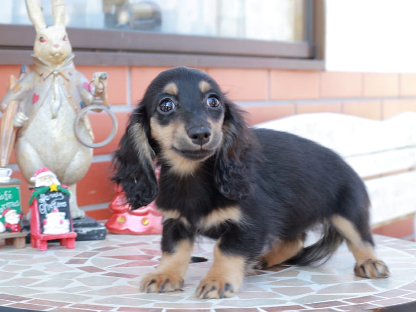 カニンヘンダックスフンド ディンティ & リバティーの子犬 ブラックイエロー 女の子Kaninchen_Dachshund_8542 カニンヘンダックスフンド ディンティ & リバティーの子犬 ブラックイエロー 女の子