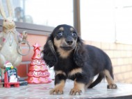 Kaninchen_Dachshund_8544