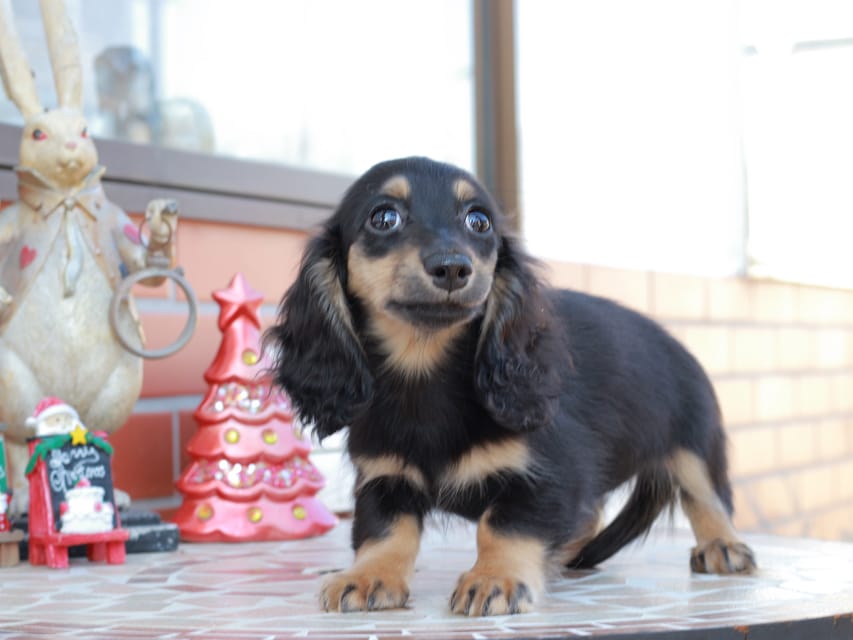 カニンヘンダックスフンド ディンティ & リバティーの子犬 ブラックイエロー 女の子Kaninchen_Dachshund_8544 カニンヘンダックスフンド ディンティ & リバティーの子犬 ブラックイエロー 女の子