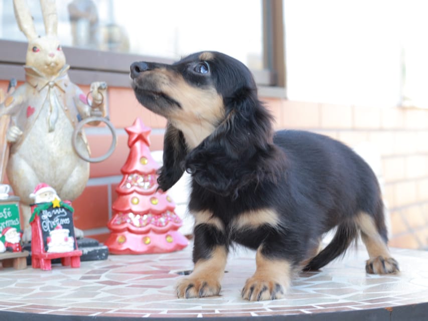 カニンヘンダックスフンド ディンティ & リバティーの子犬 ブラックイエロー 女の子Kaninchen_Dachshund_8545 カニンヘンダックスフンド ディンティ & リバティーの子犬 ブラックイエロー 女の子