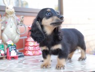 Kaninchen_Dachshund_8546