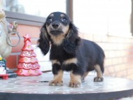 Kaninchen_Dachshund_8549