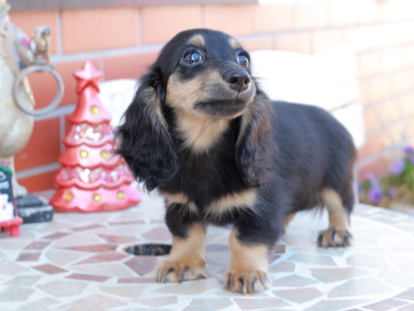 カニンヘンダックスフンド ディンティ & リバティーの子犬 ブラックイエロー 女の子Kaninchen_Dachshund_8550 カニンヘンダックスフンド ディンティ & リバティーの子犬 ブラックイエロー 女の子