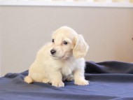 おんぷ ＆ スルガの子犬 ペールイエロー 男の子 カニンヘンダックスフンド