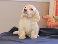 Kaninchen_Dachshund_8568