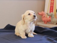 Kaninchen_Dachshund_8597