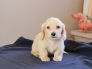 Kaninchen_Dachshund_8603