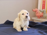 Kaninchen_Dachshund_8612