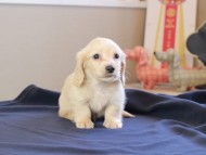 Kaninchen_Dachshund_8620