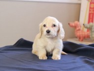 Kaninchen_Dachshund_8625