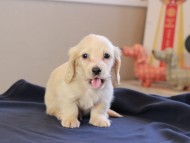 Kaninchen_Dachshund_8639