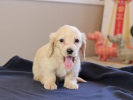 Kaninchen_Dachshund_8640